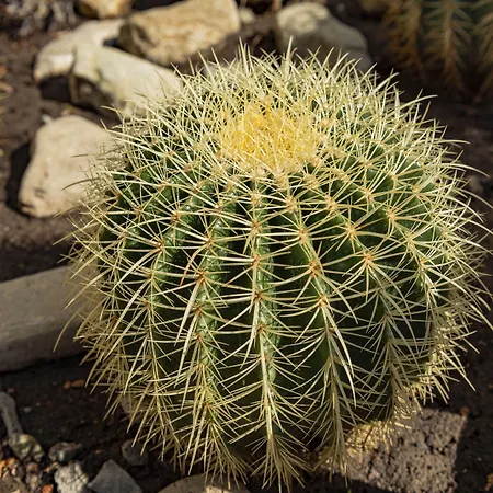 Апартаменты Menada Rainbow